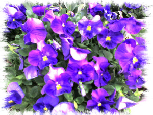 Pansies growing in Bryant Park.  I snapped this on the way to work today