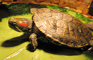 Buffy the turtle